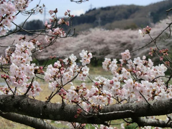 お花見の穴場スポット、入間川・野田河川公園の桜