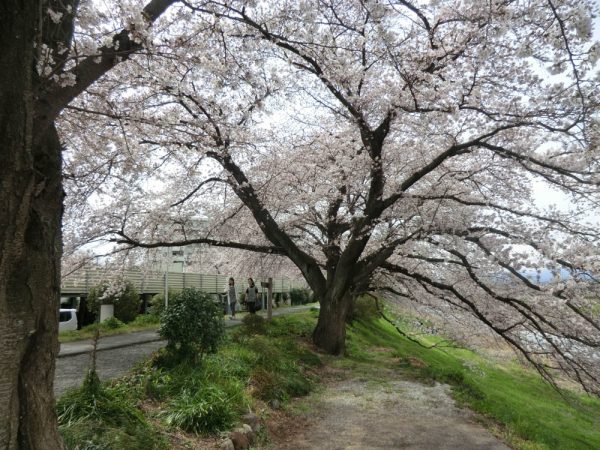 お花見の穴場散歩道、入間川・仏子中橋付近の桜