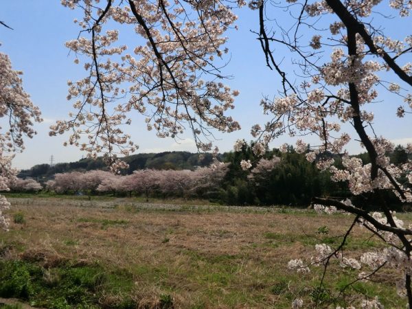 お花見の穴場スポット、入間川・野田河川公園の桜