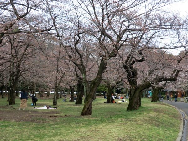 お花見の名所、渋谷区・代々木公園（桜の園）の桜