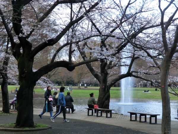 お花見の名所、渋谷区・代々木公園（噴水池付近）の桜