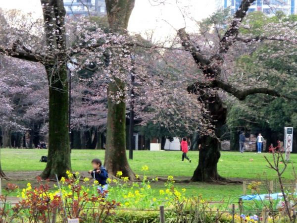 お花見の名所、渋谷区・代々木公園の桜
