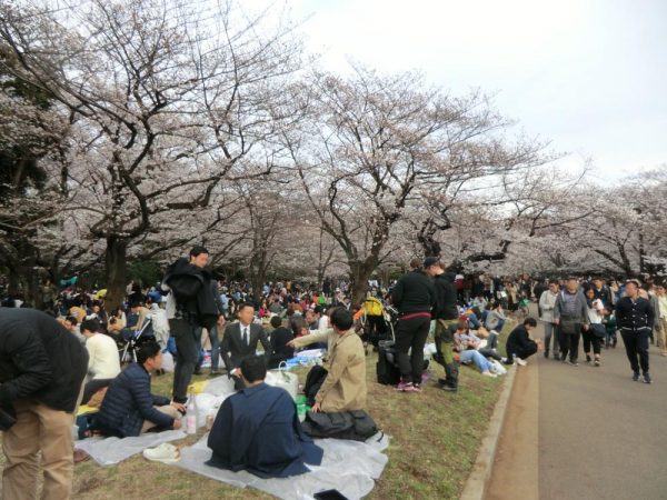 お花見の名所、渋谷区・代々木公園（桜の園）の桜