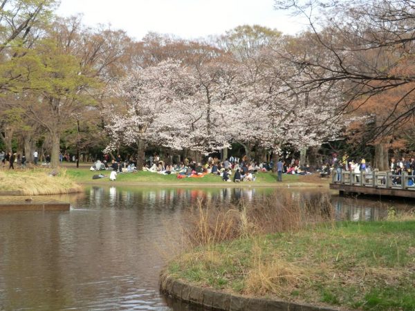 お花見の名所、渋谷区・代々木公園（噴水池付近）の桜