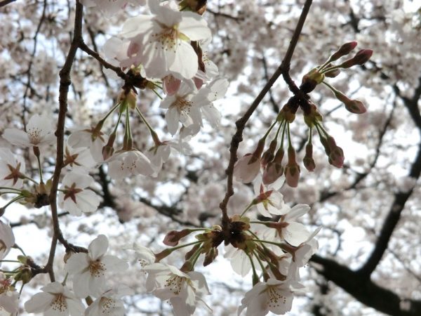お花見の名所、渋谷区・代々木公園の桜